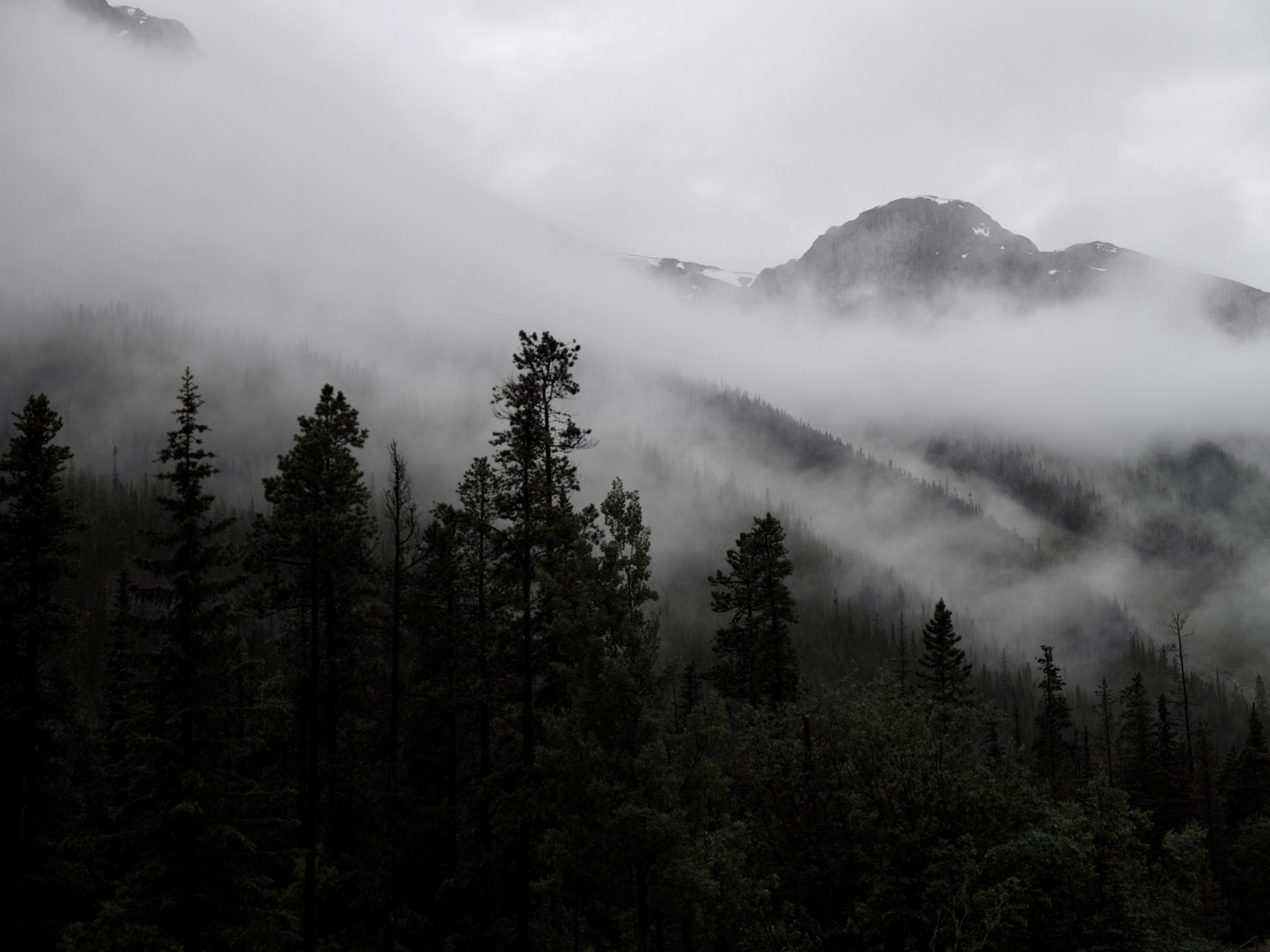 Low cloud drifting through a valley of pines