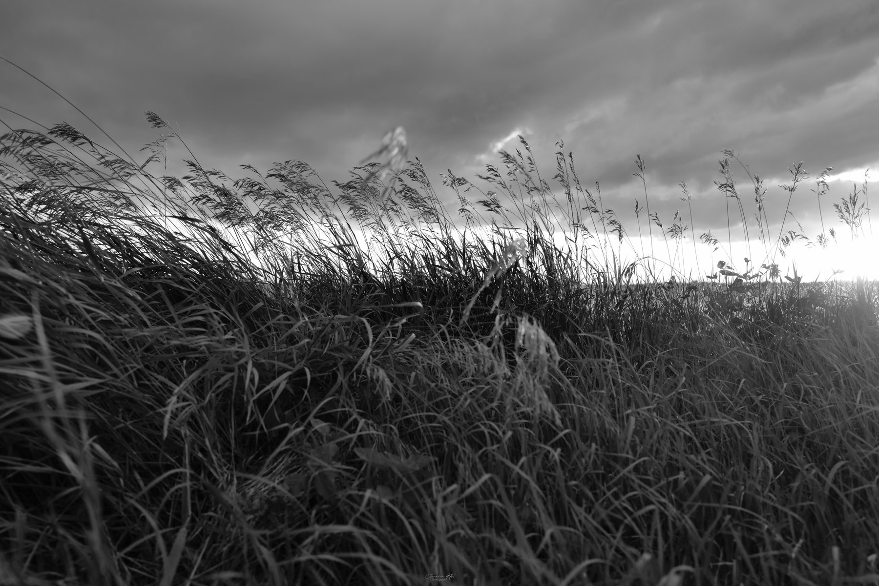 Wind blown grass under a stormy sky, black and white