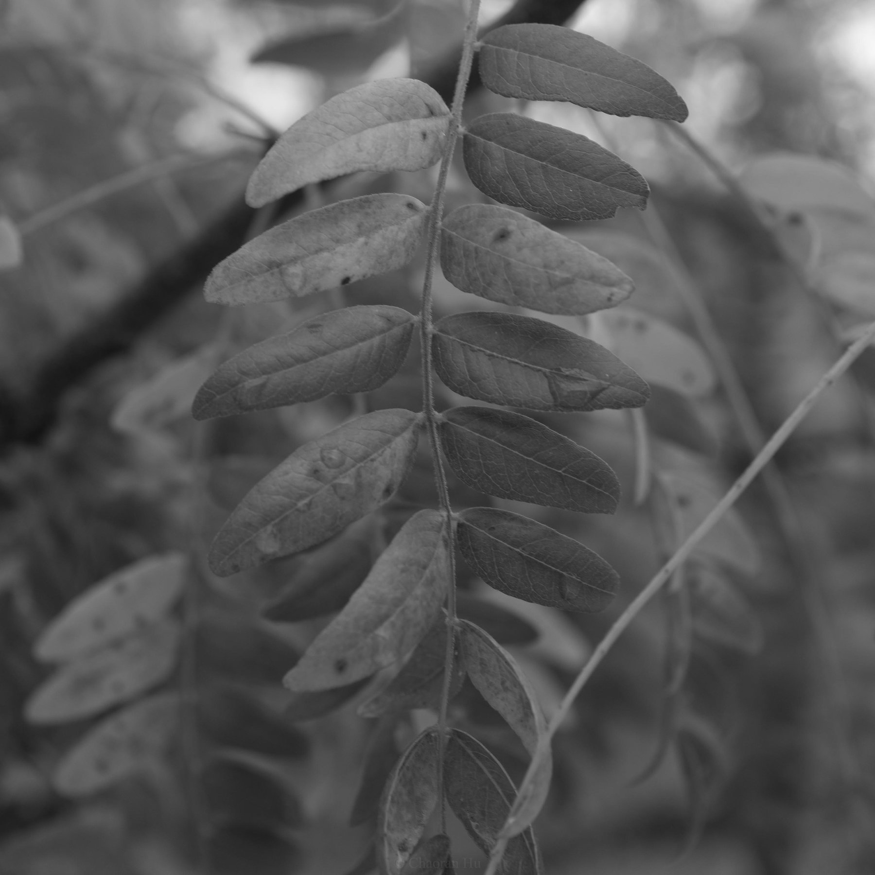 Leaves on a branch, black and white