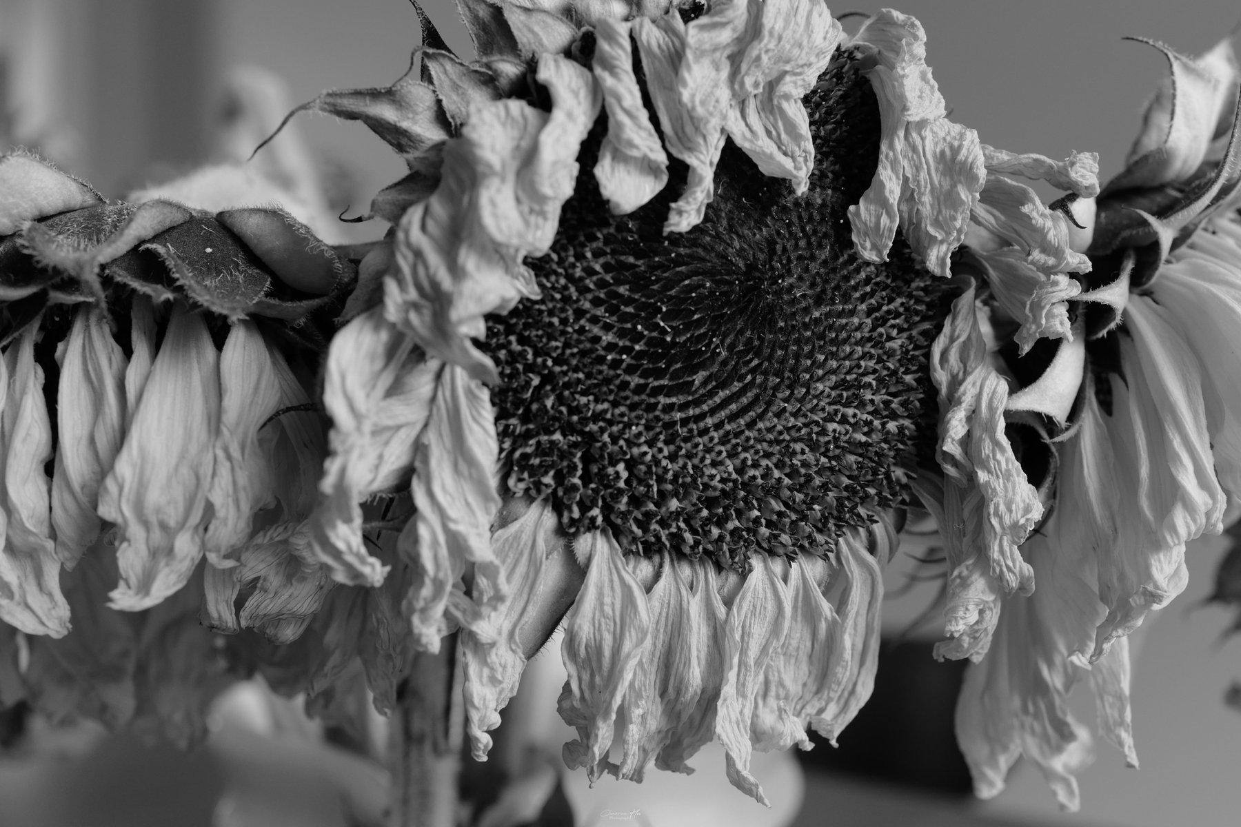 Dried sunflowers, black and white