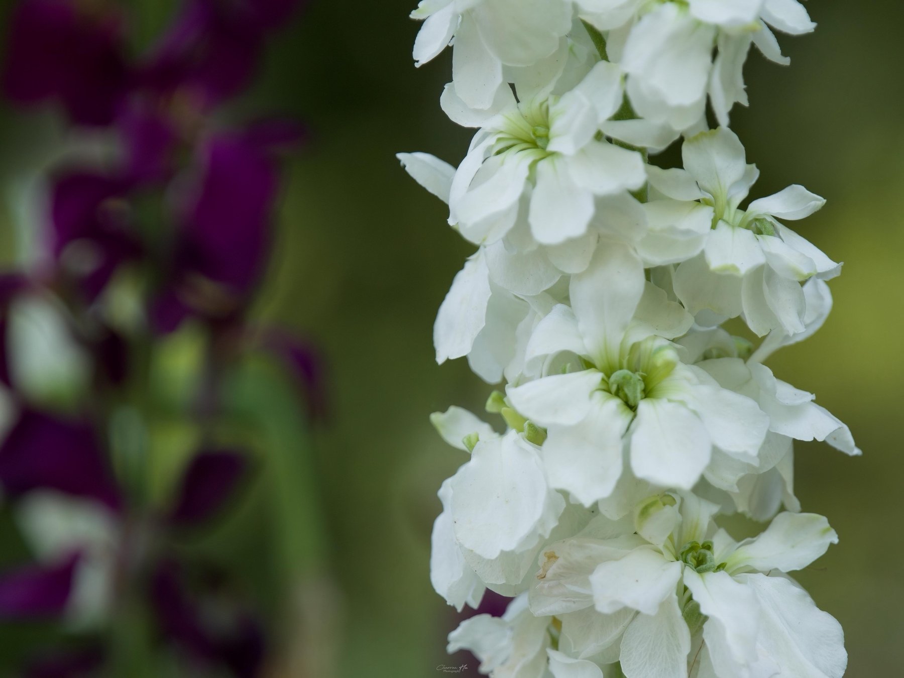 White flowers on a stem