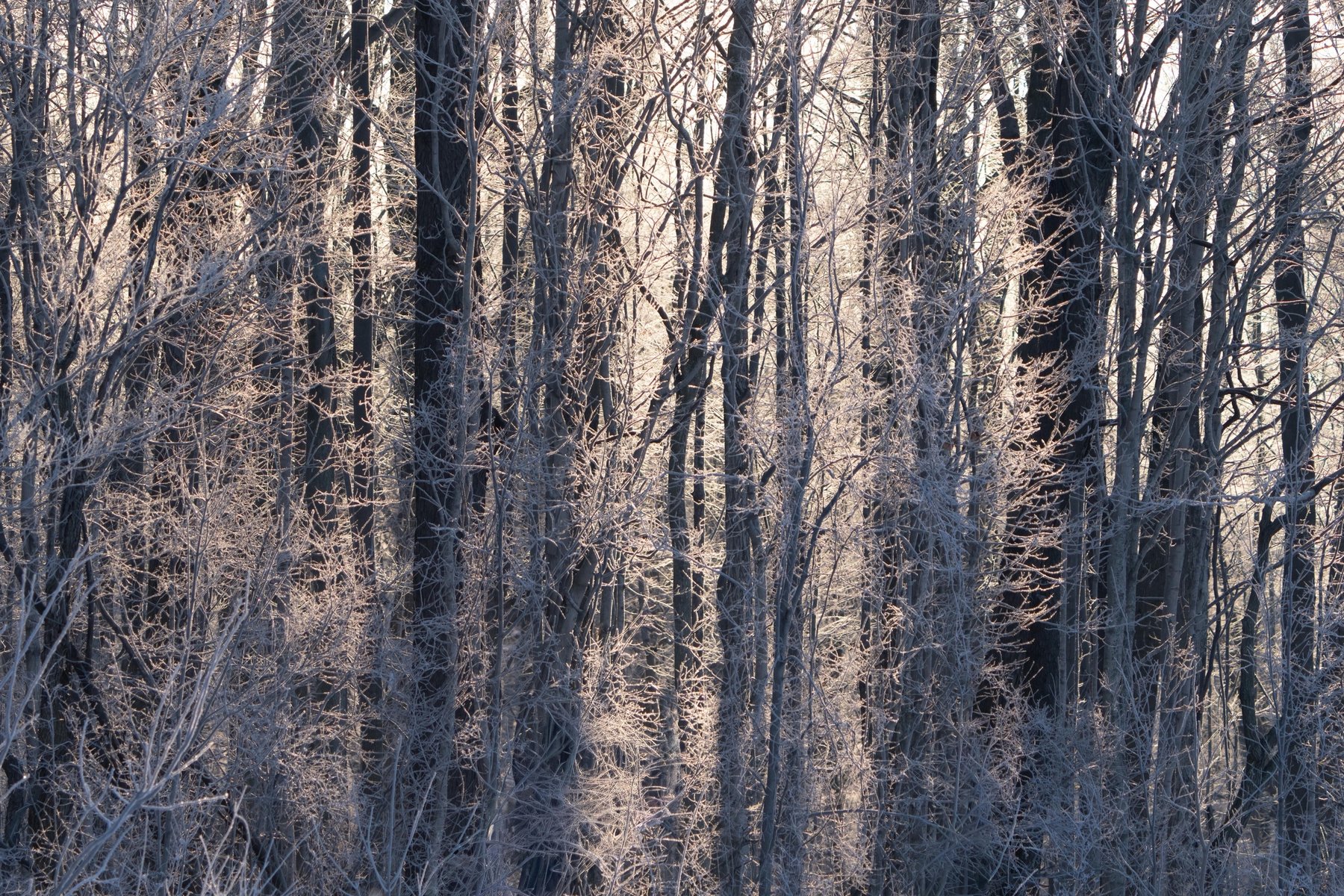 Frosted trees in morning light