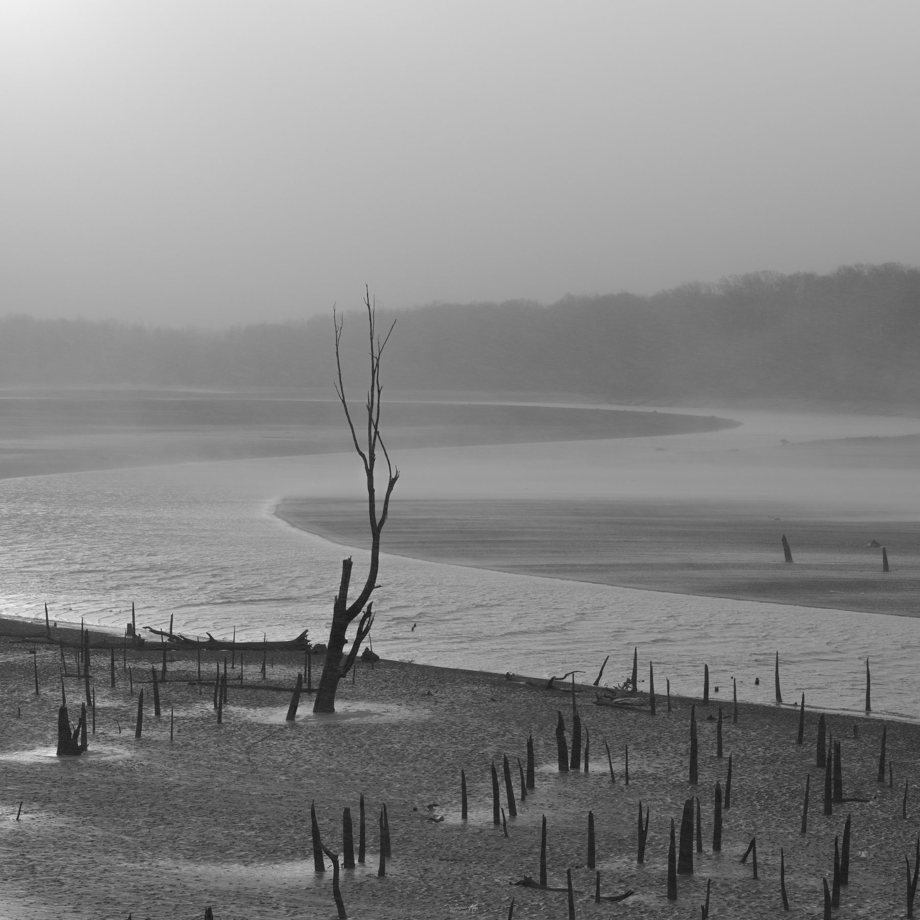 Lone dead tree on a misty shore, black and white