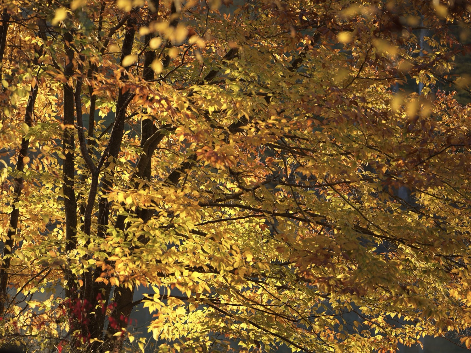 Golden autumn leaves