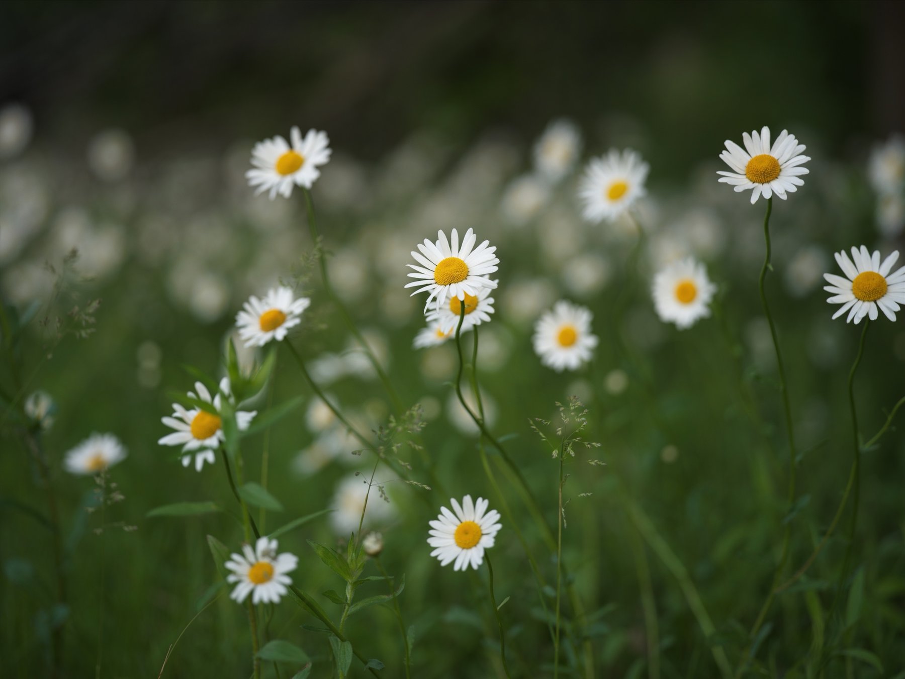 Daisies in a meadow