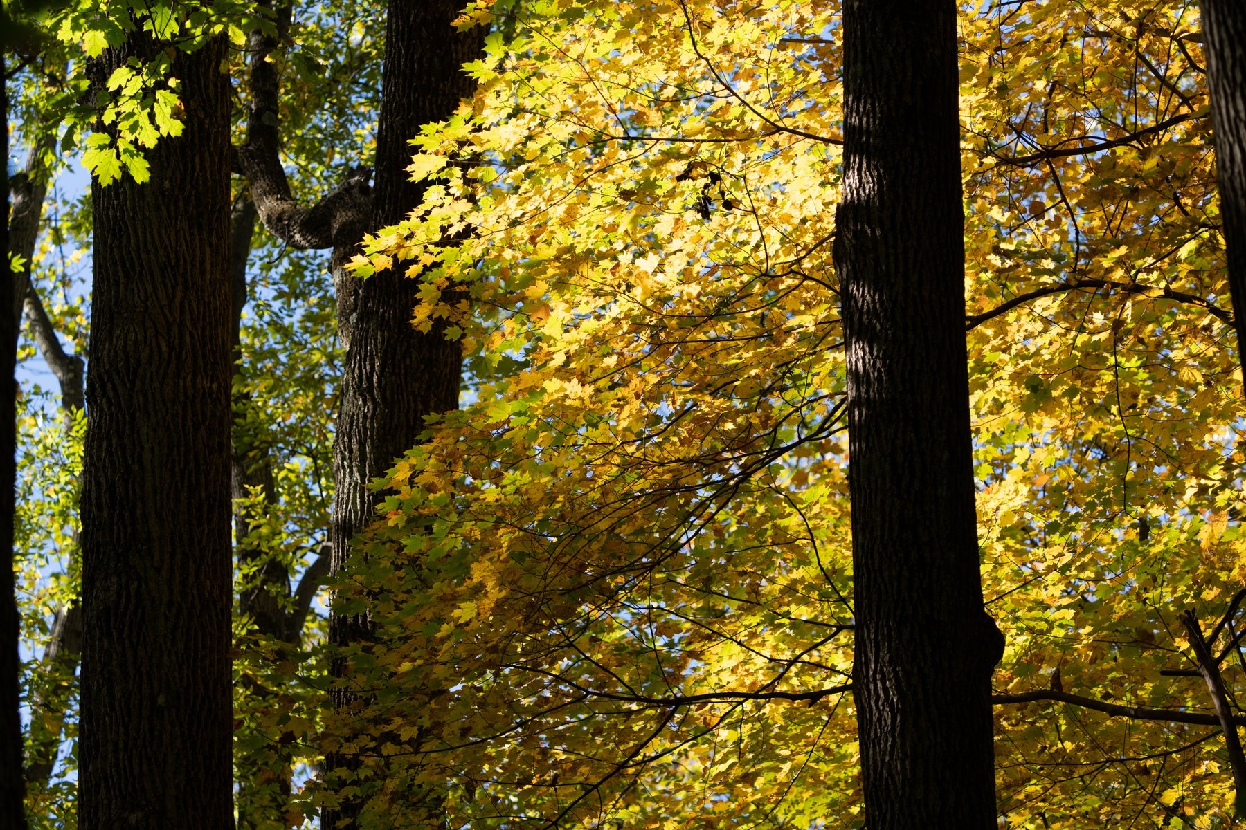 Sunlit autumn maples between dark trunks