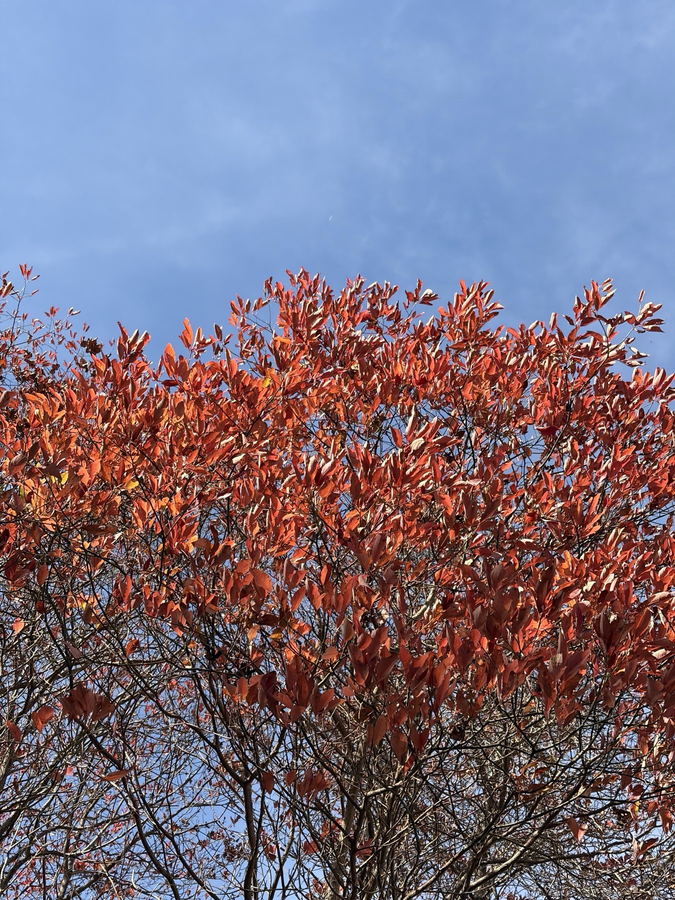 Red leaves against a blue sky