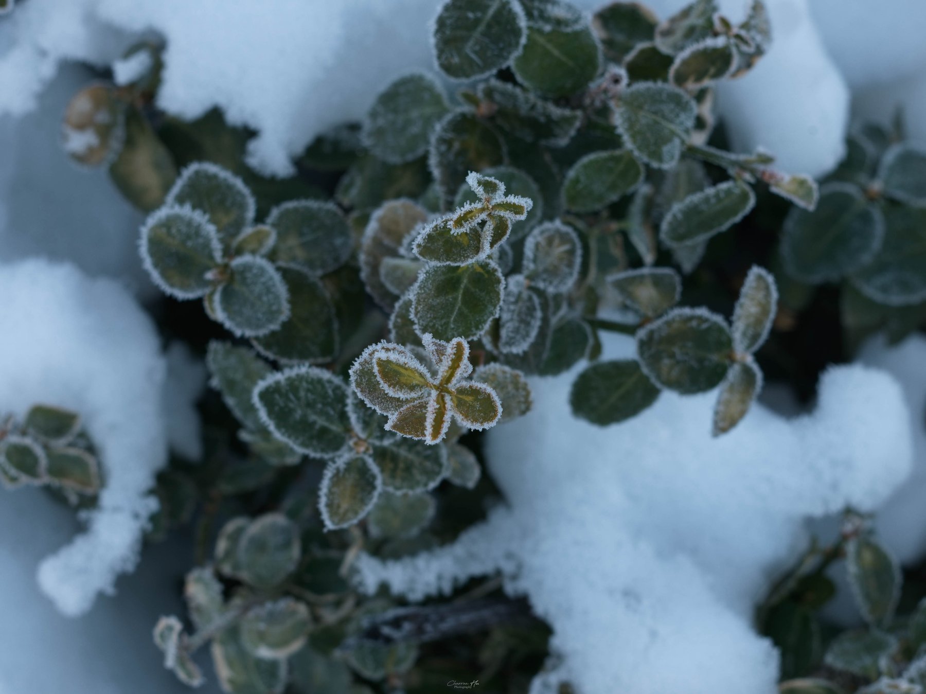 Frosted leaves in snow