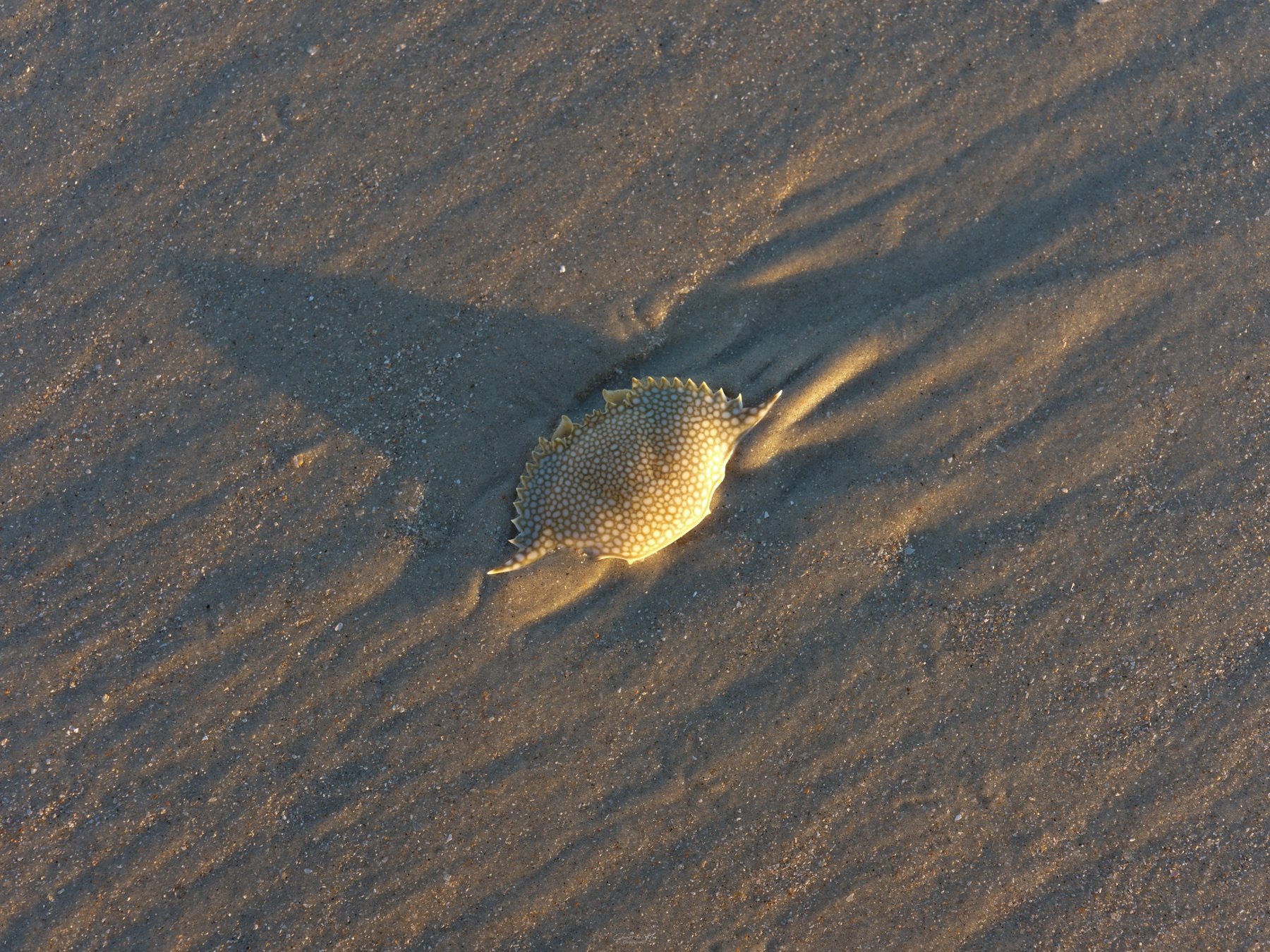 Crab shell on wet sand at sunset
