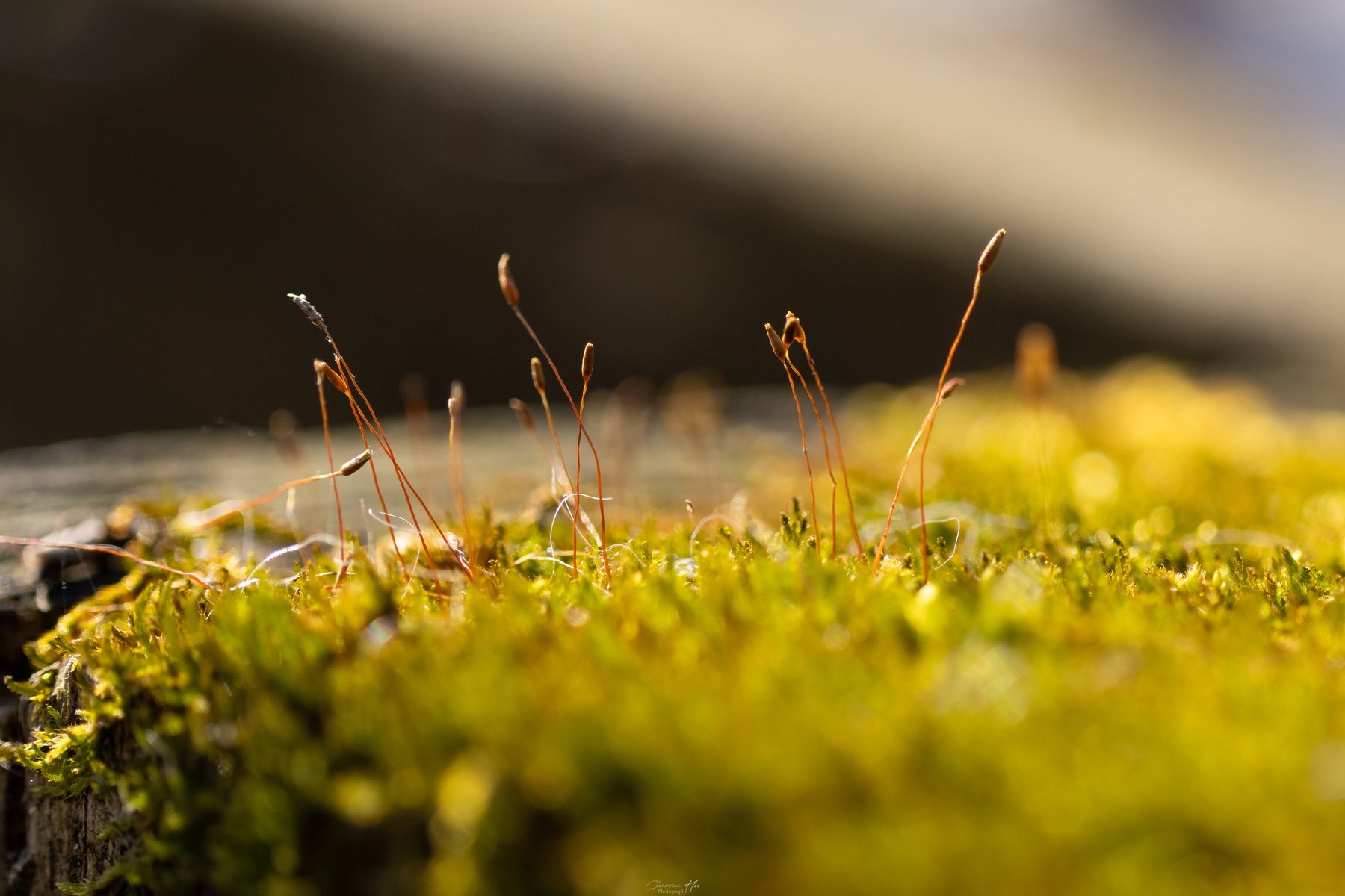 Moss with tiny seed stalks in warm light