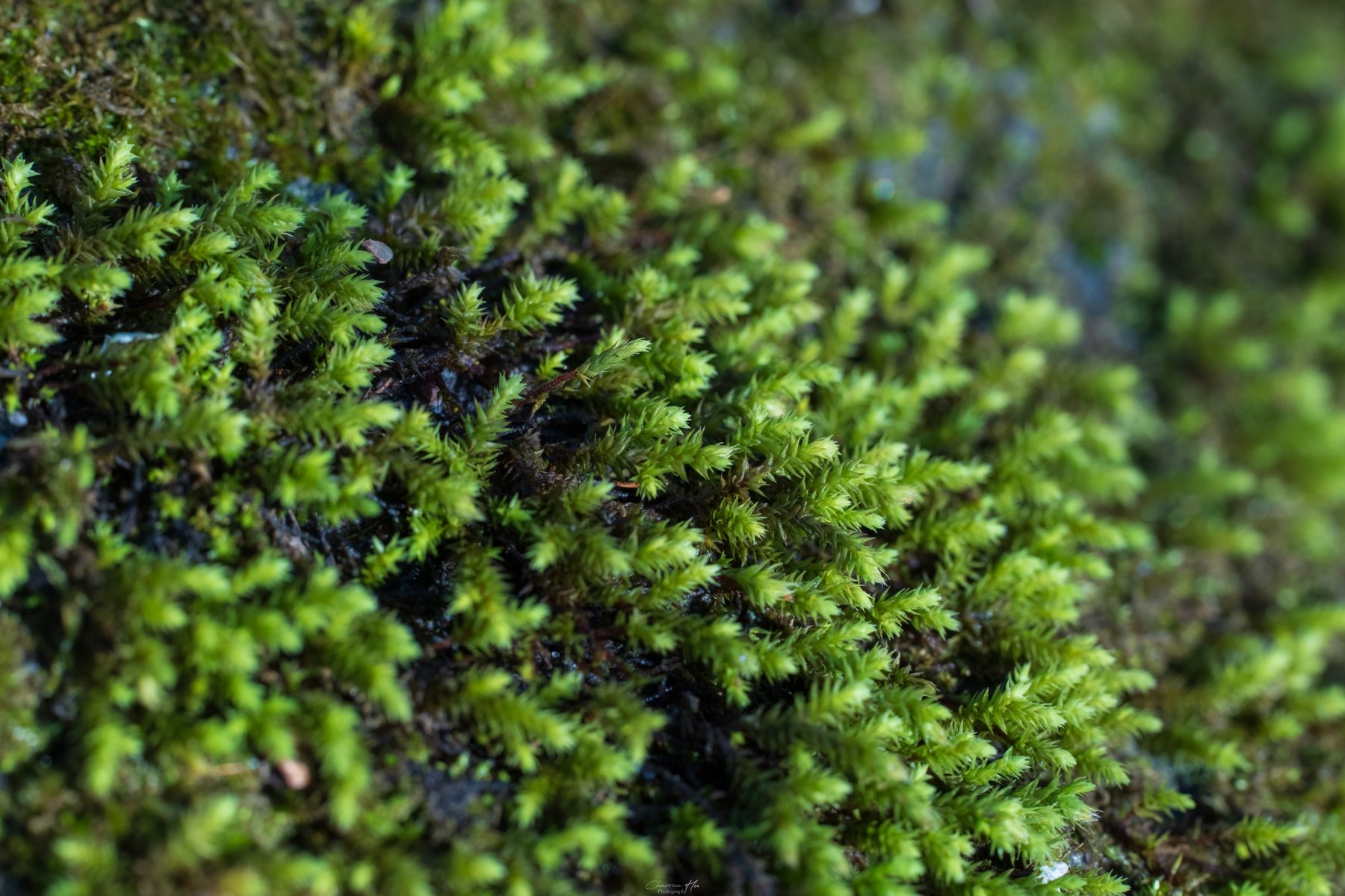 Close up of bright green moss