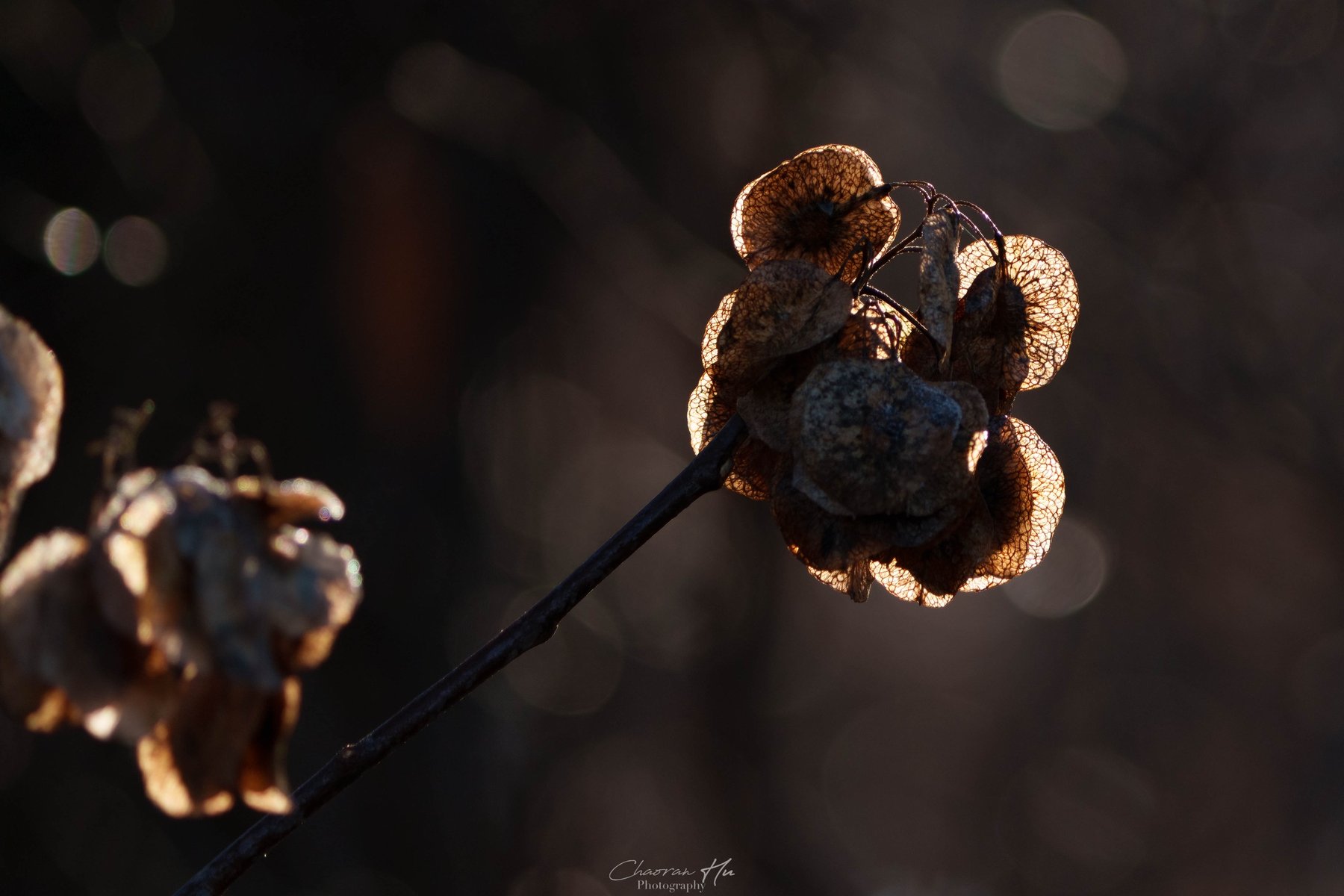 Backlit dried seed pods