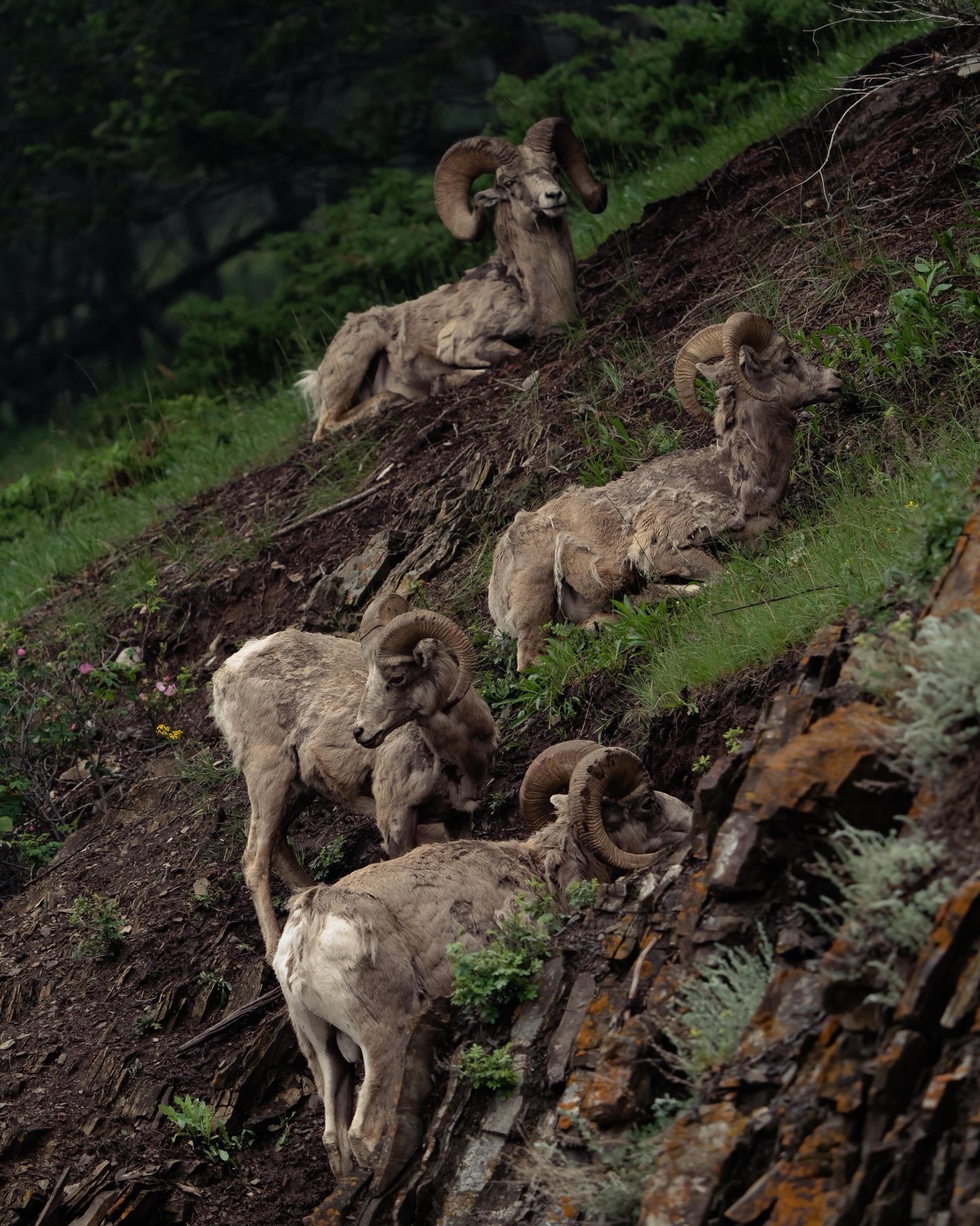 Bighorn sheep resting on a steep grassy slope