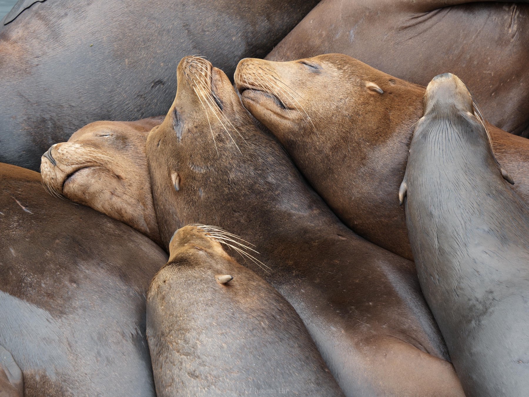Sea lions sleeping in a pile