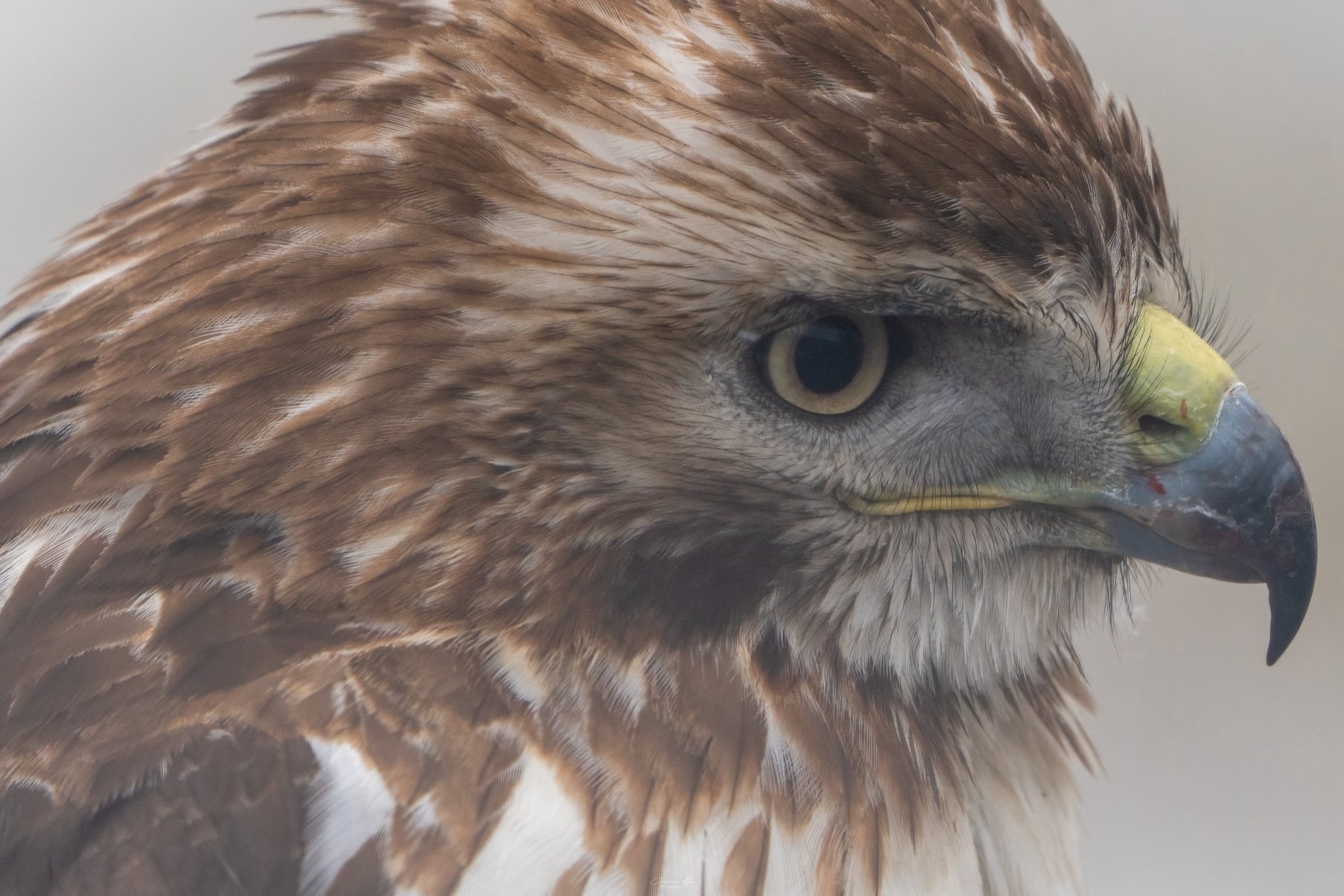 Red tailed hawk in profile