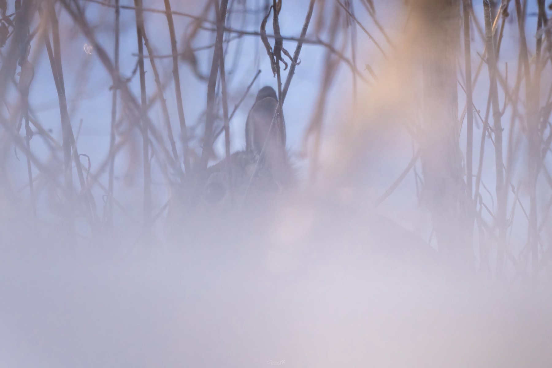 Rabbit hidden in frosty brush