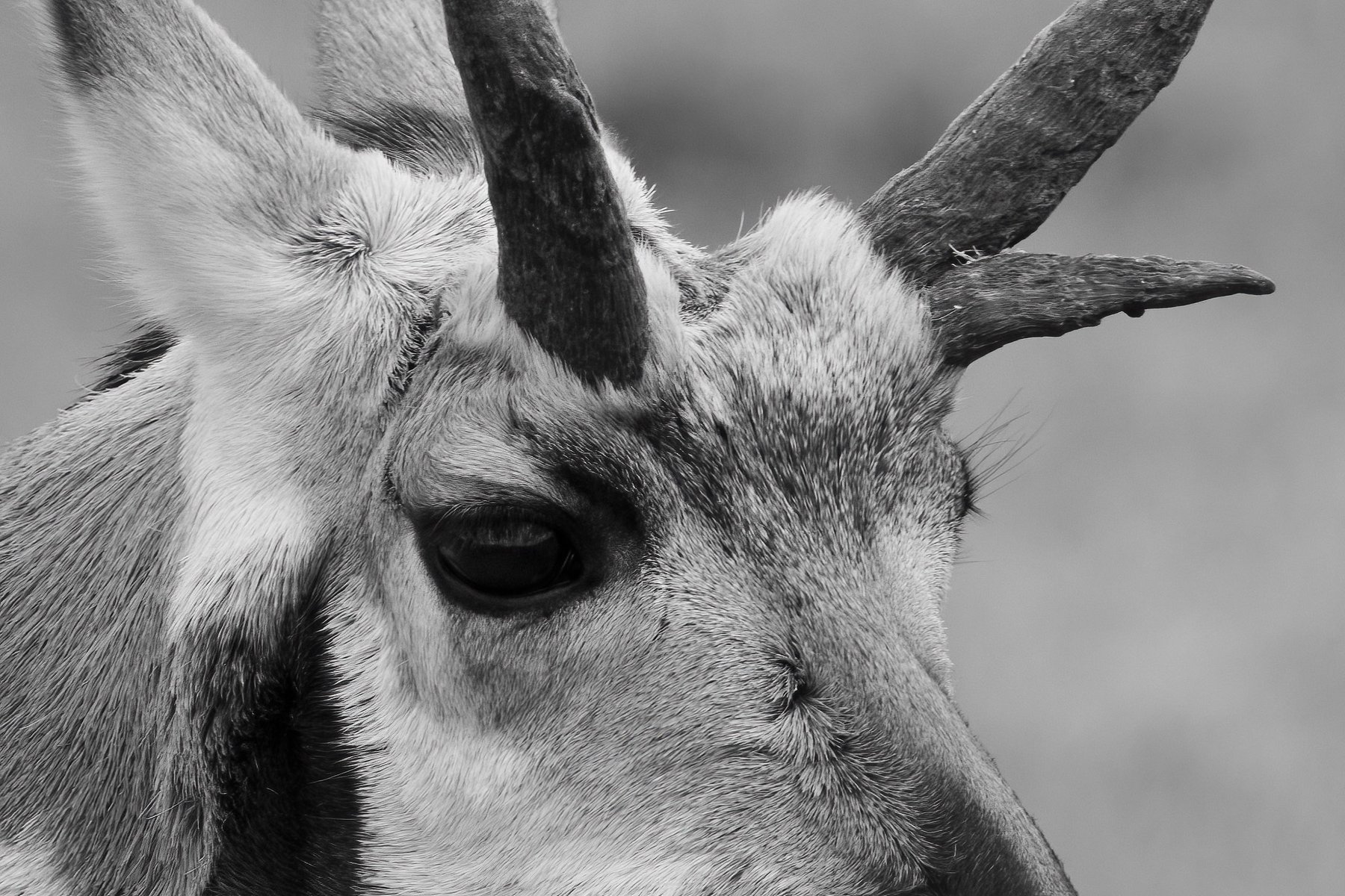 Pronghorn close up, black and white