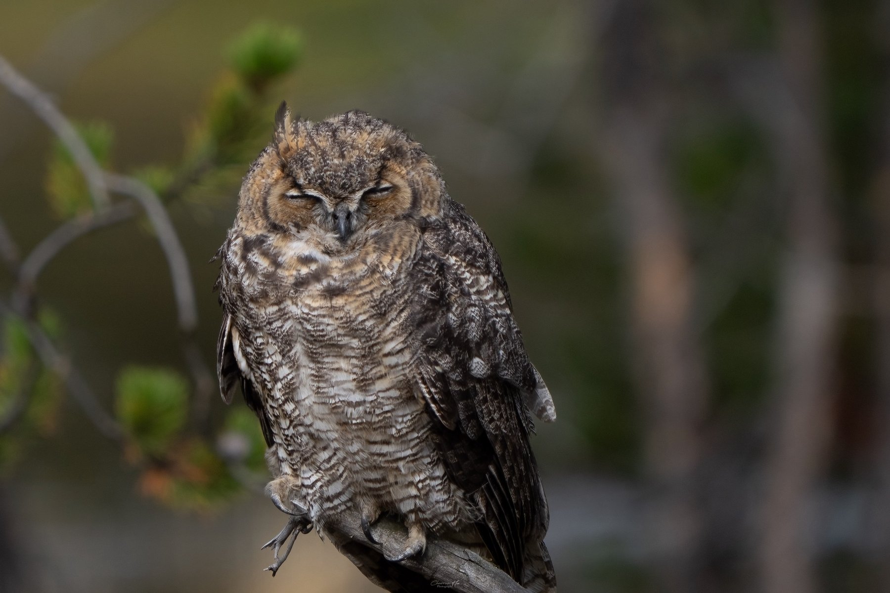 Great horned owl asleep on a branch
