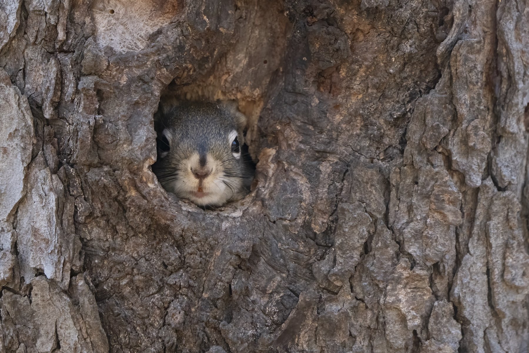 Squirrel peeking from a tree hollow