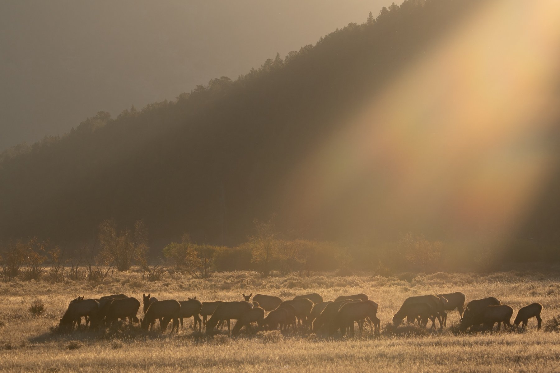 Elk herd grazing under a beam of light