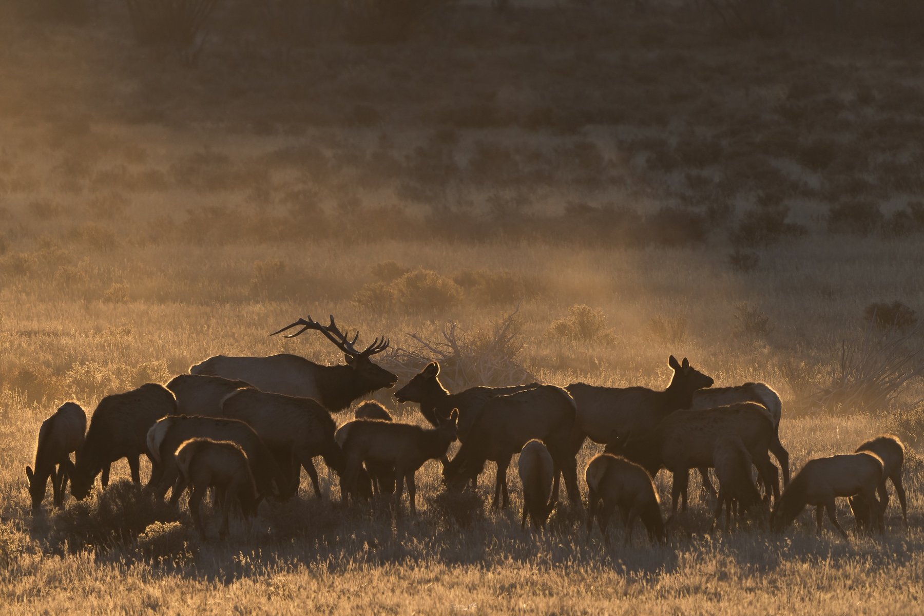 Bull elk with his herd at sunrise