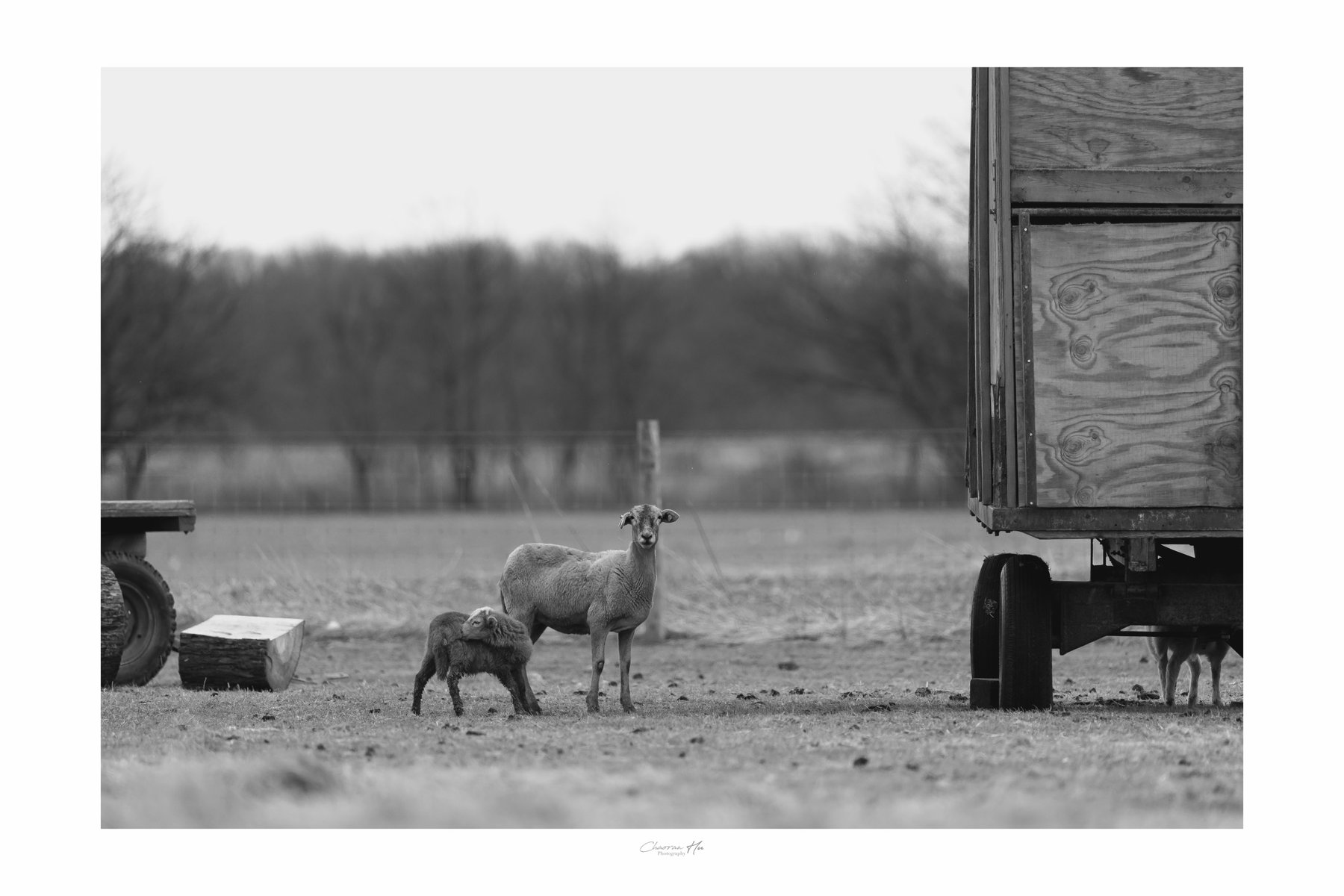 Ewe and lamb by a farm trailer, black and white