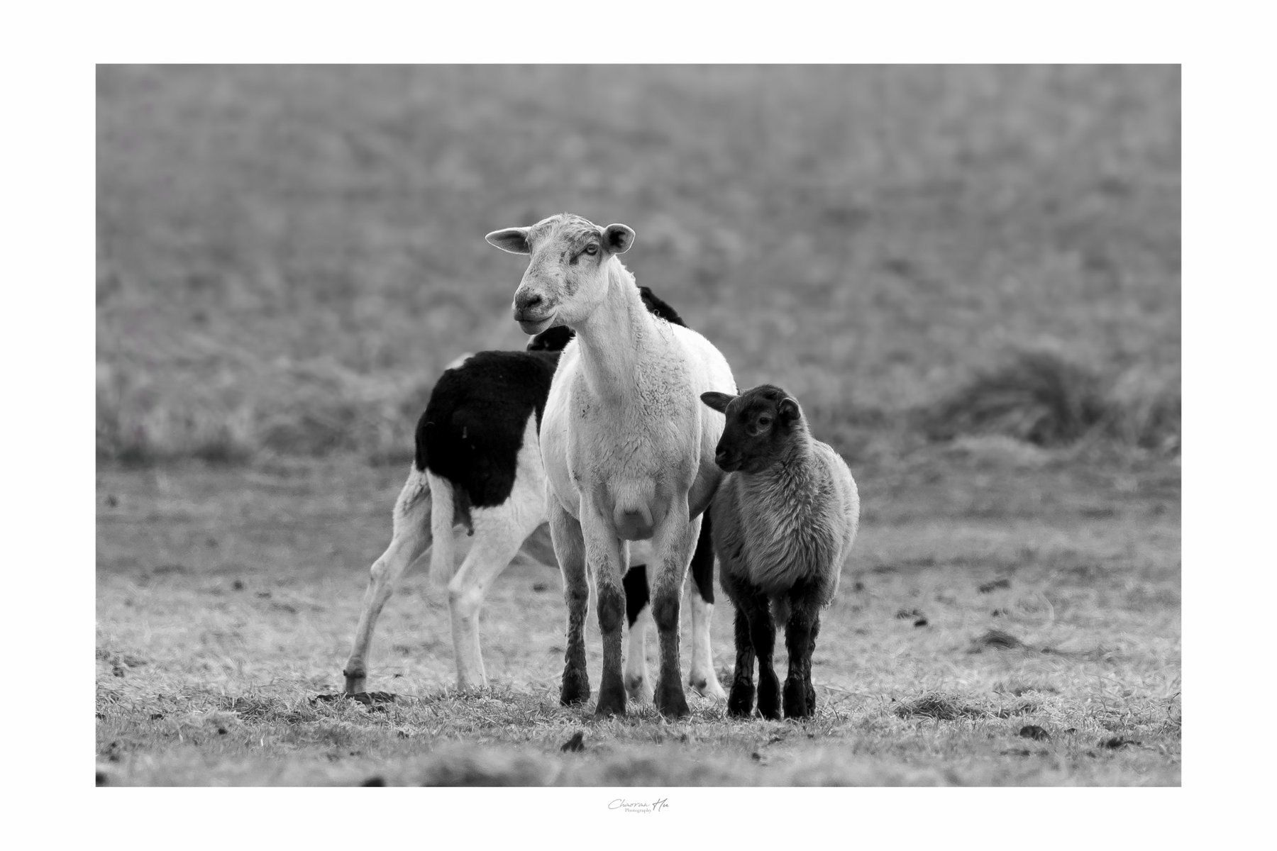 Sheep and lamb in a field, black and white