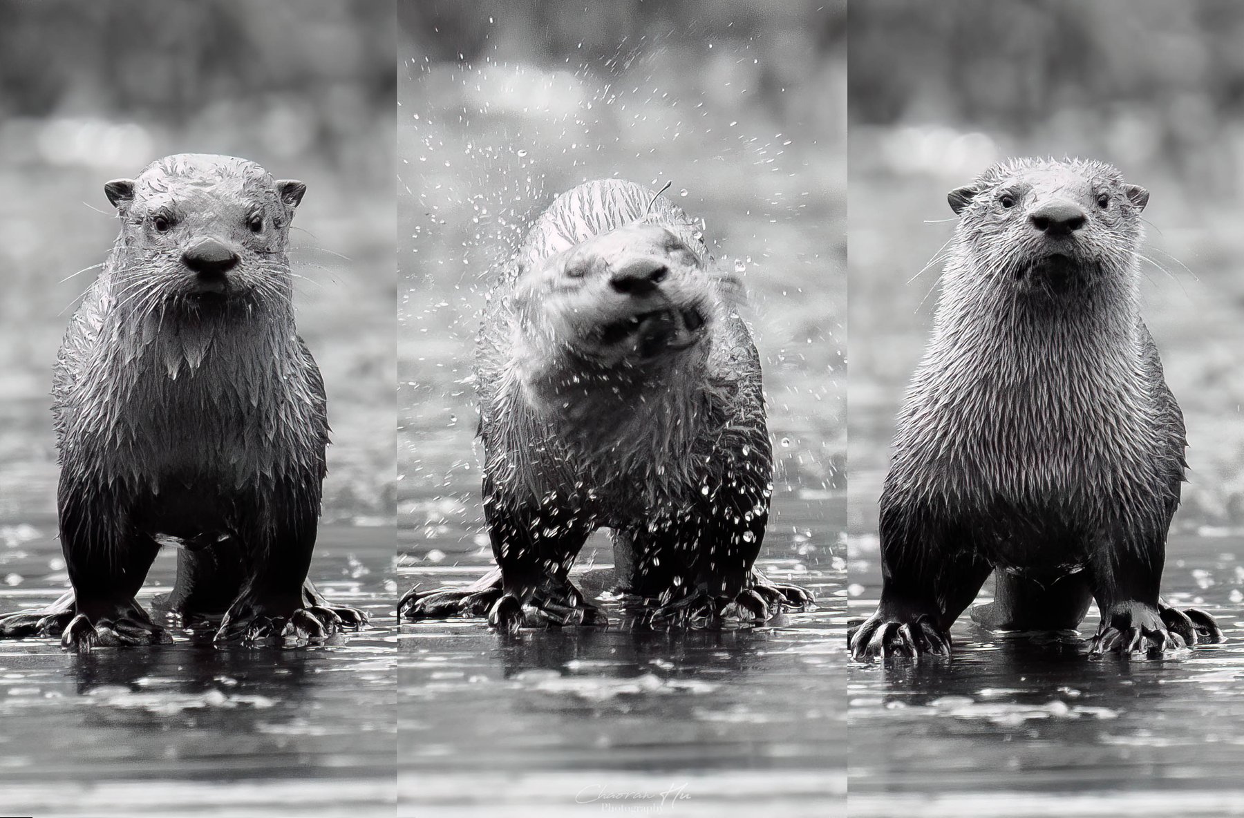 River otter shaking off water, three frames, black and white