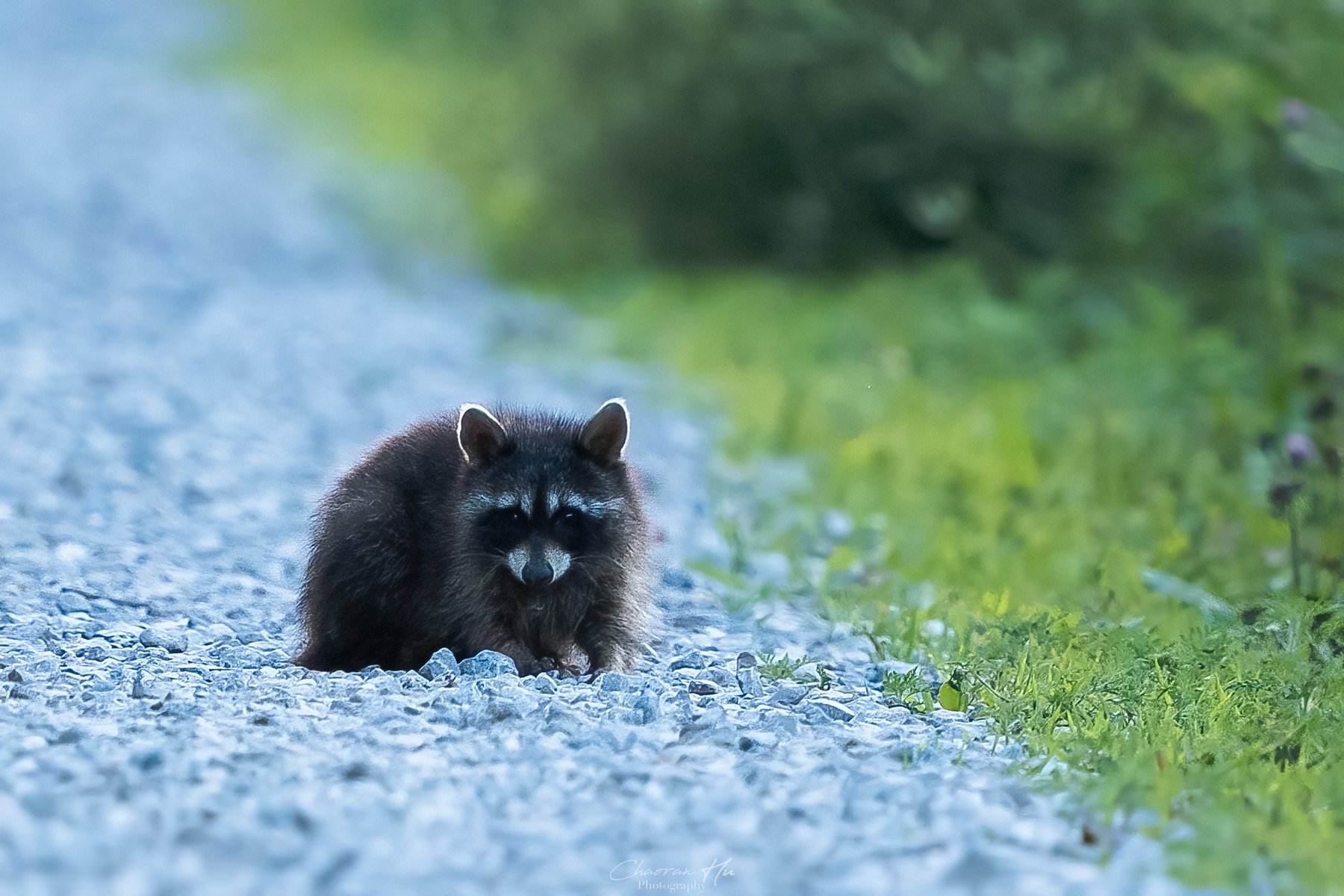 Young raccoon on a gravel path